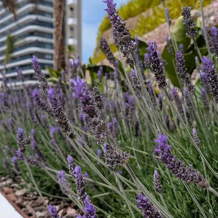 Eagle Tower Dream Benidorm